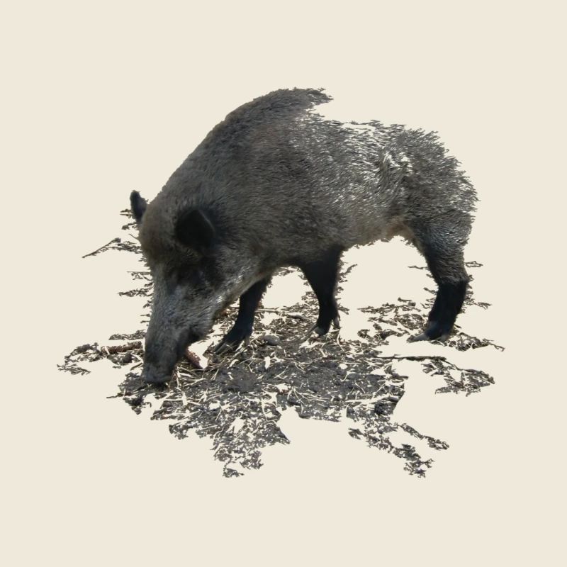 Wild boar