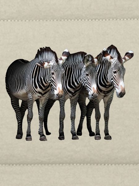 Three zebras