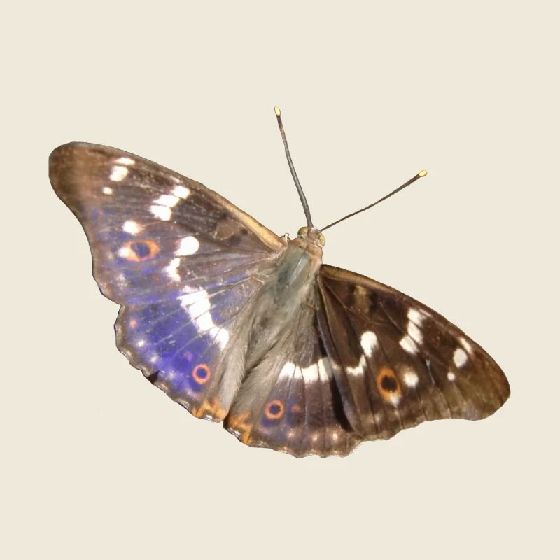Kleiner Schillerfalter
