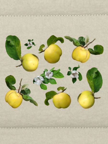Quitten mit Quittenblüten