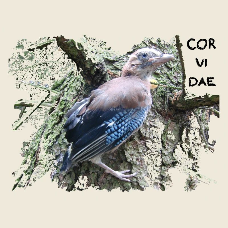 Eichelhäher Corvidae