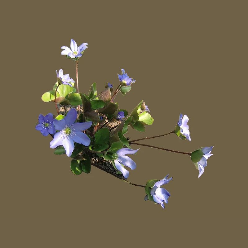 Leberblümchen