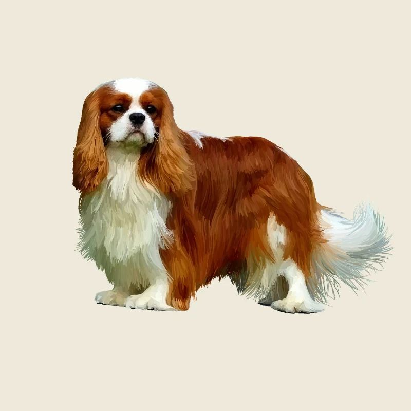 Cavalier King Charles Spaniel