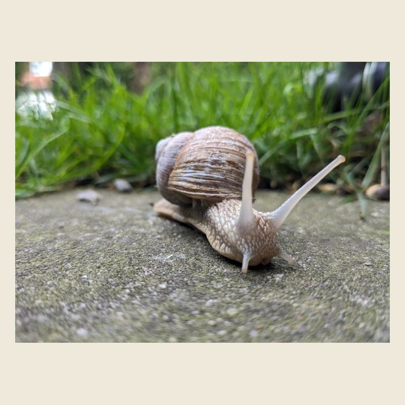 Schnecken Makro Naturdesign