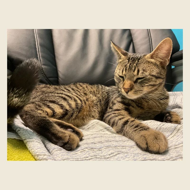 Cozy tiger cat in the light