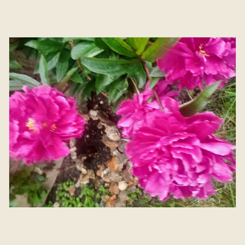 Pfingstrosen-Fuchsia-Garten