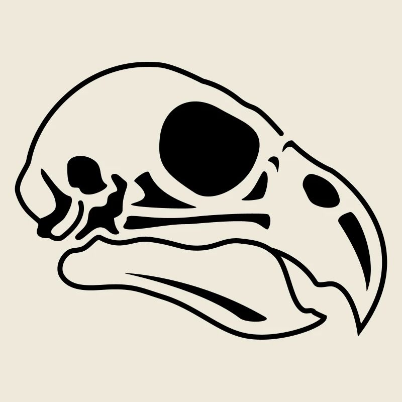 Crâne d’oiseau