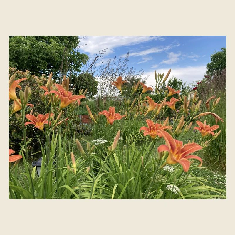 Lilies