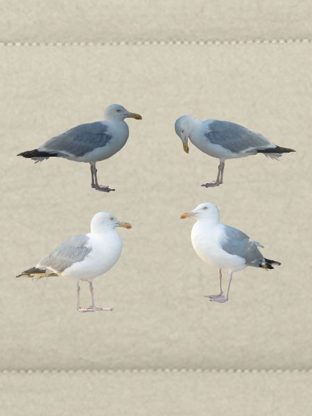 Seagulls