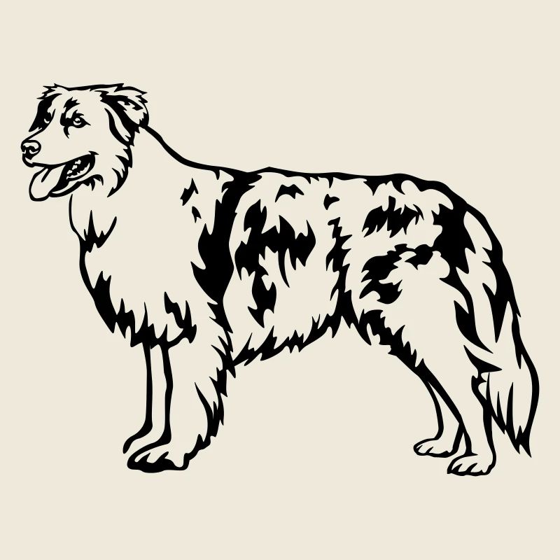 Australian Shepherd