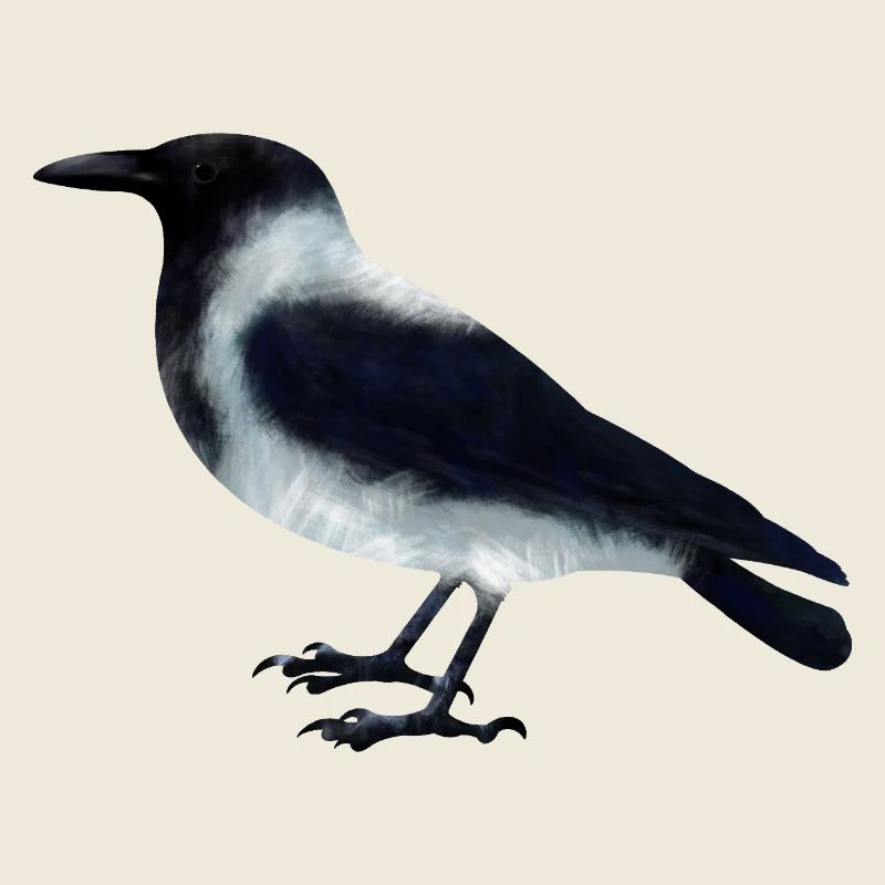 Nebelkrähe