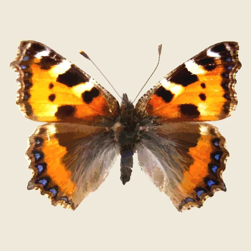 Kleiner Fuchs (Aglaiis urticae) Schmetterling