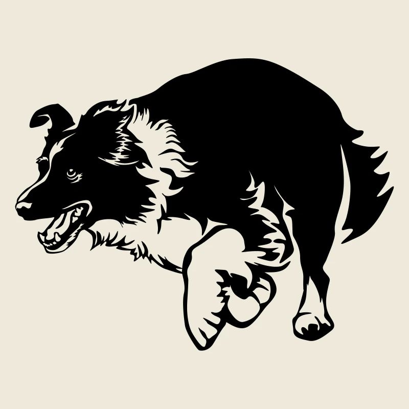 Border Collie