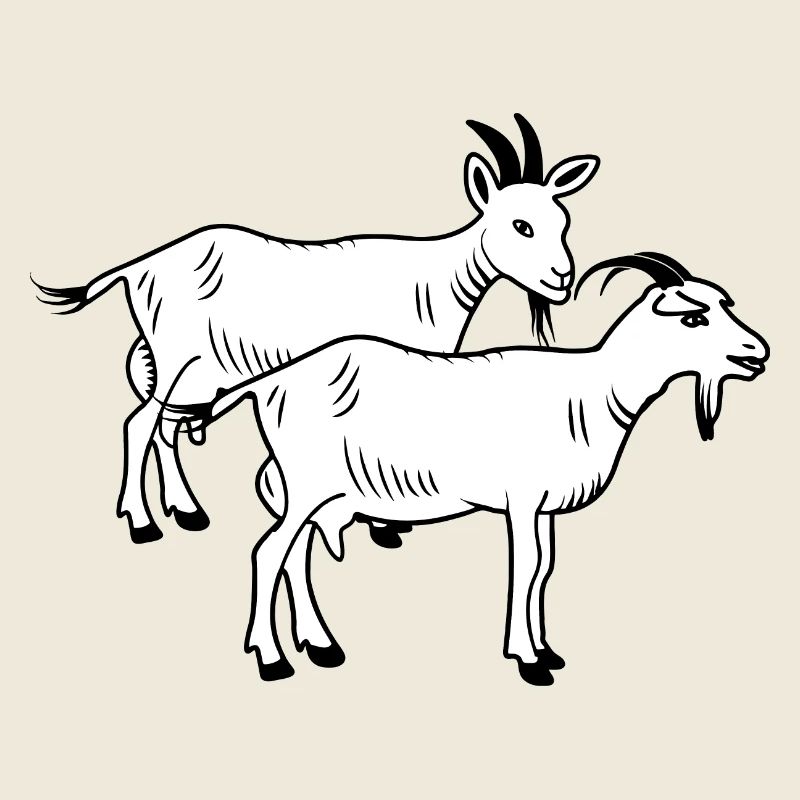 Chèvres blanches deux pièces