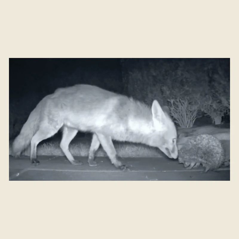 Renard nocturne Rencontre avec le hérisson
