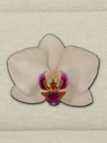 Orchids