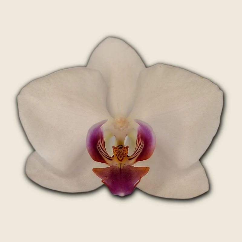 Orchids
