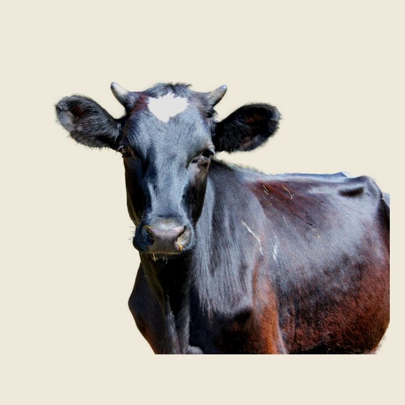 Vache