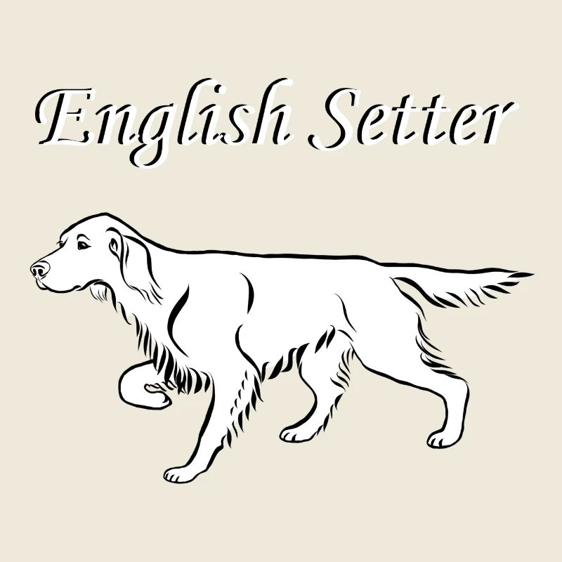 Setter anglais ci-dessus