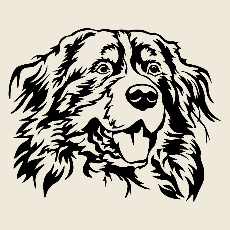 Berner Sennenhund Kopf