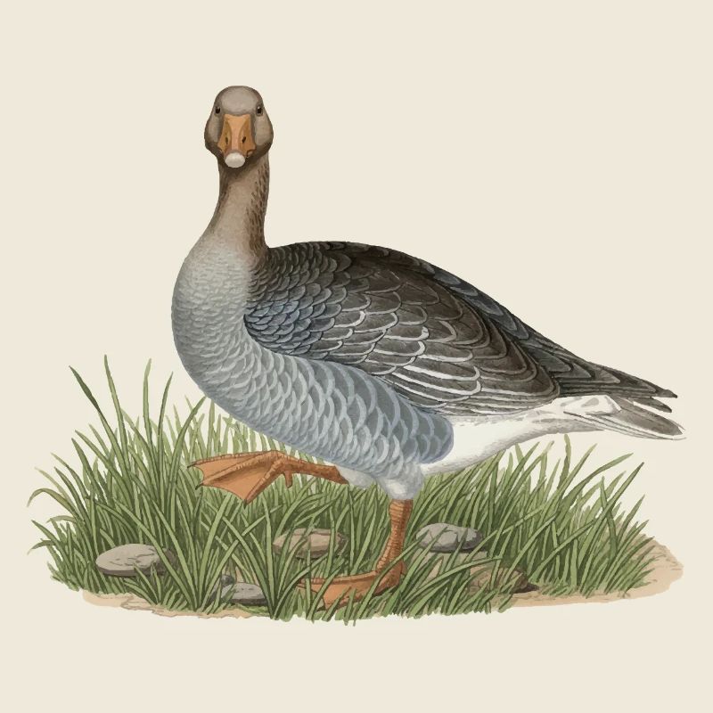 Vintage Graugans-Kunst, Wildtier-Vogelillustration