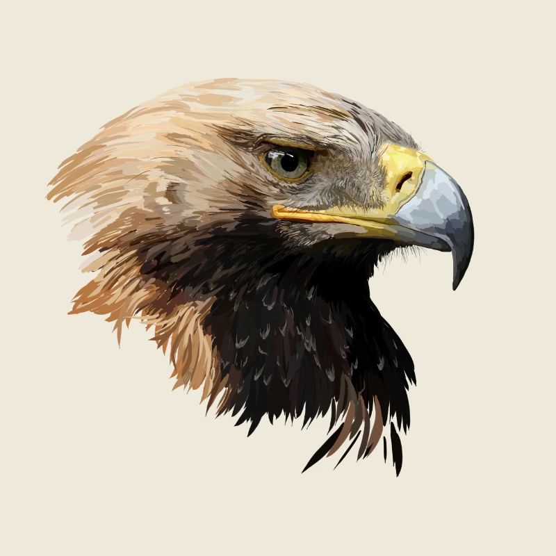 aigle