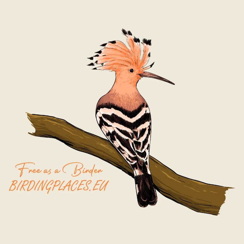 Hoopoe with raised crest on branch