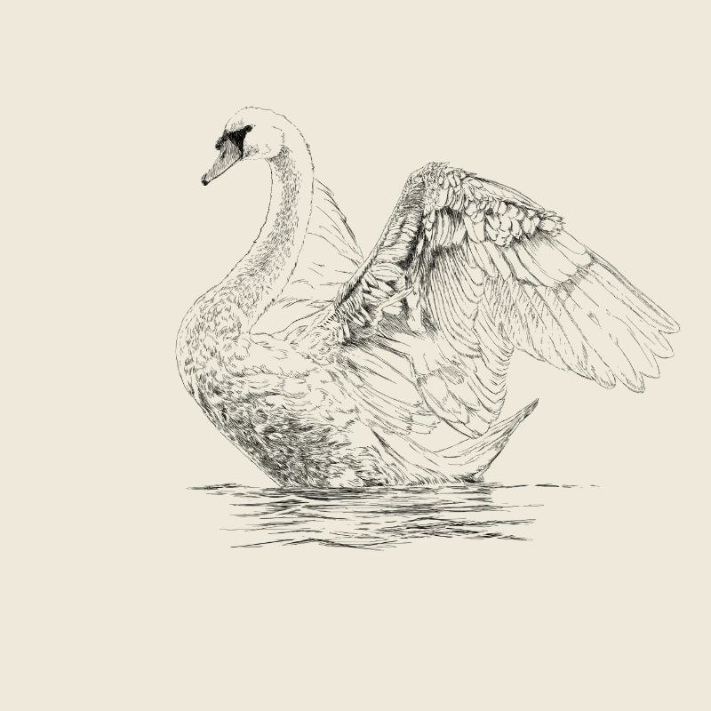 Swan