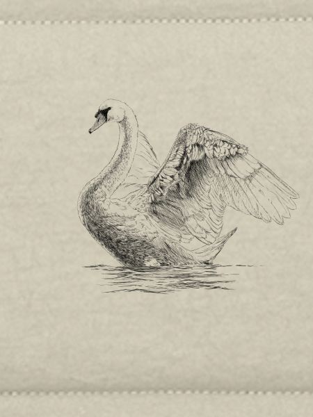 Swan