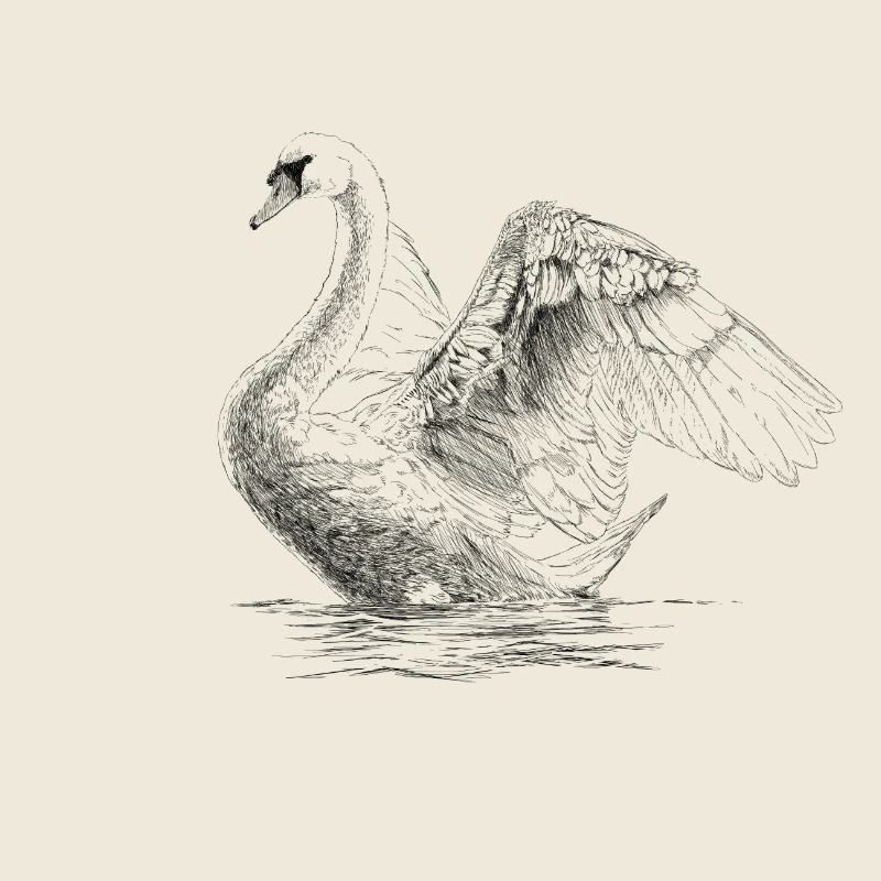 Schwan