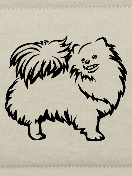 Dwarf spitz