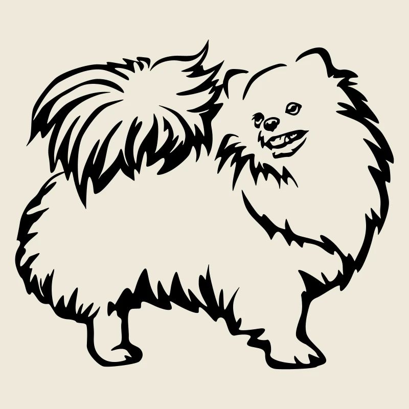 Spitz nain