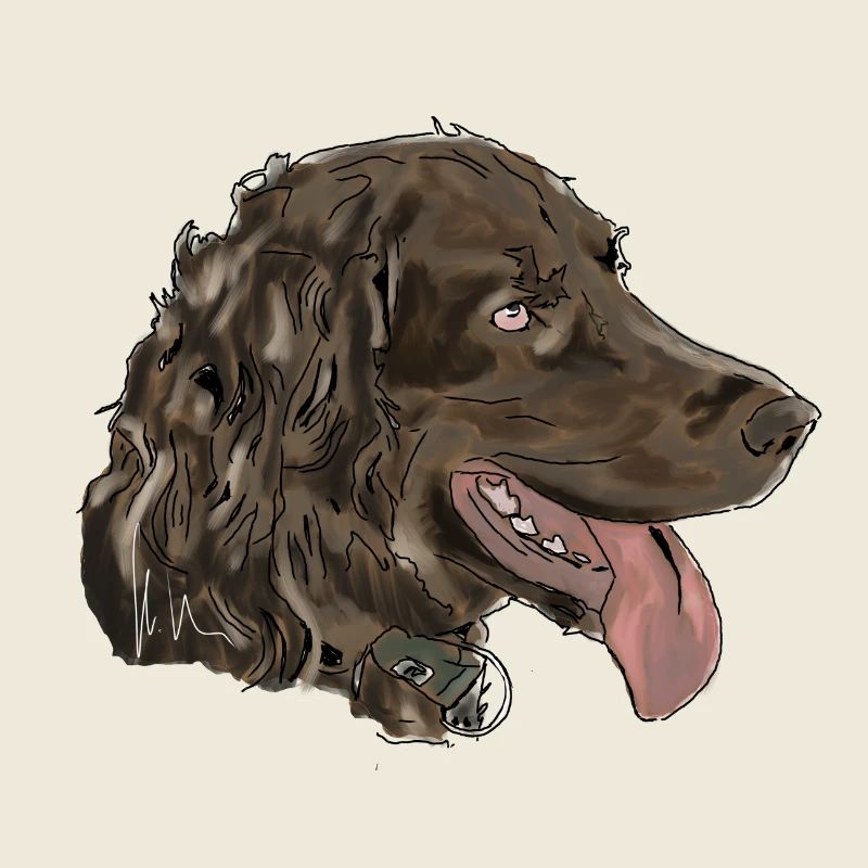 Wachtelhund