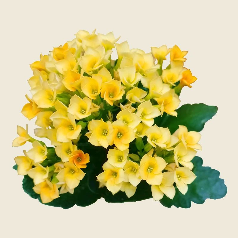 Goldgelbe Frühlingsblumen