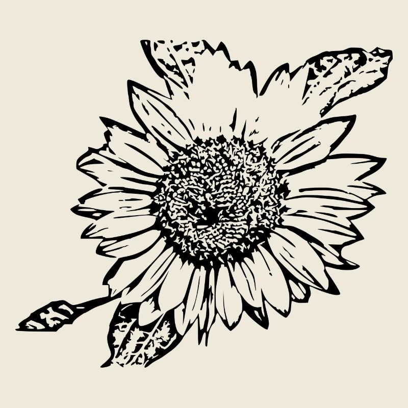 Blume schwarz Blumen schwarz Sonnenblume schwarz