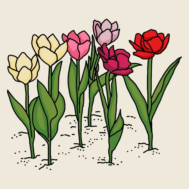 Tulpen im Frühling