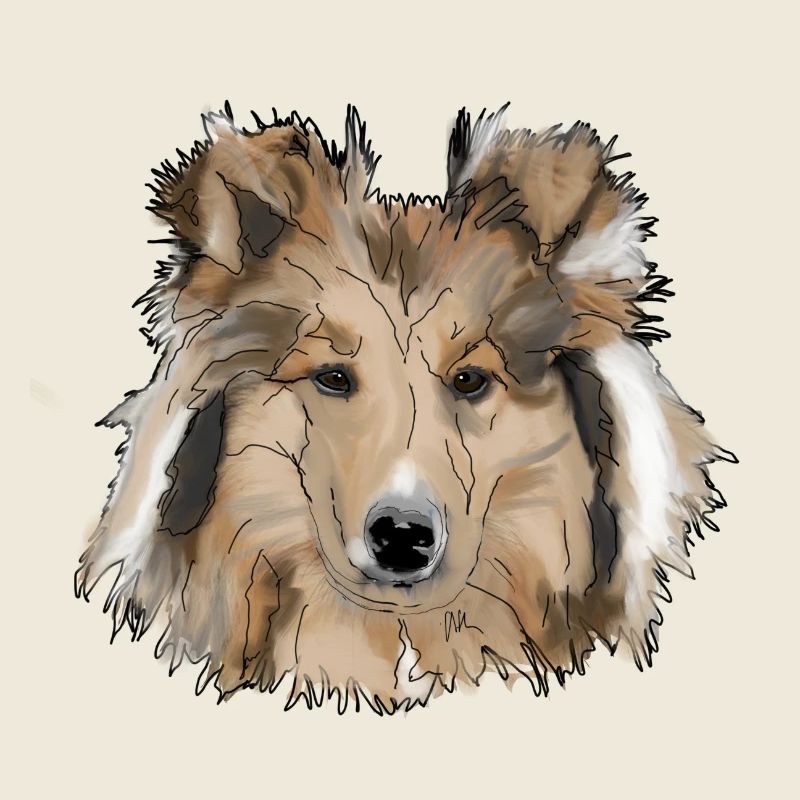 Collie