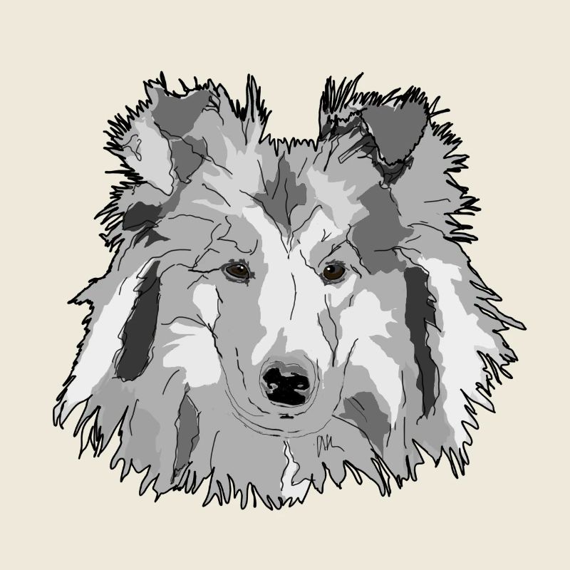 Collie