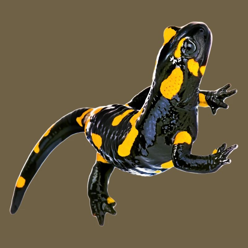 Feuersalamander