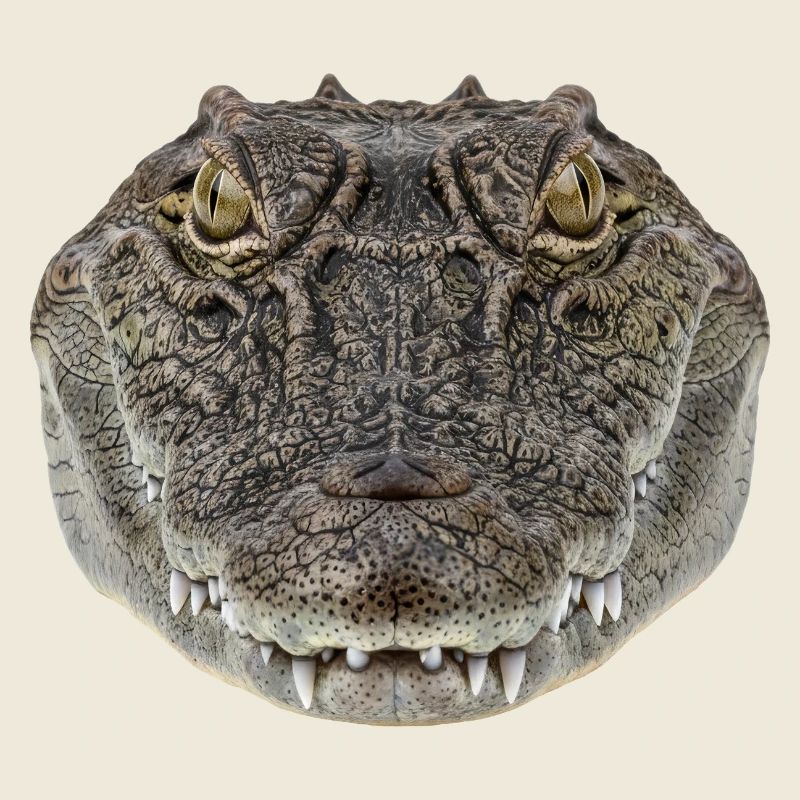 Portrait détaillé de crocodile : Design de la faune