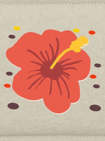 Hibiskus 