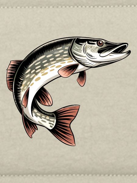 Raubfisch Hecht