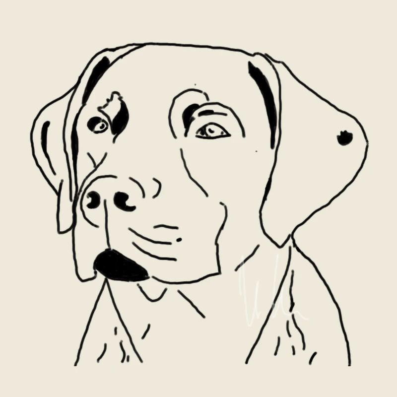 Labrador