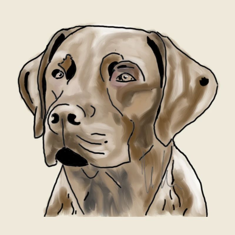 Labrador