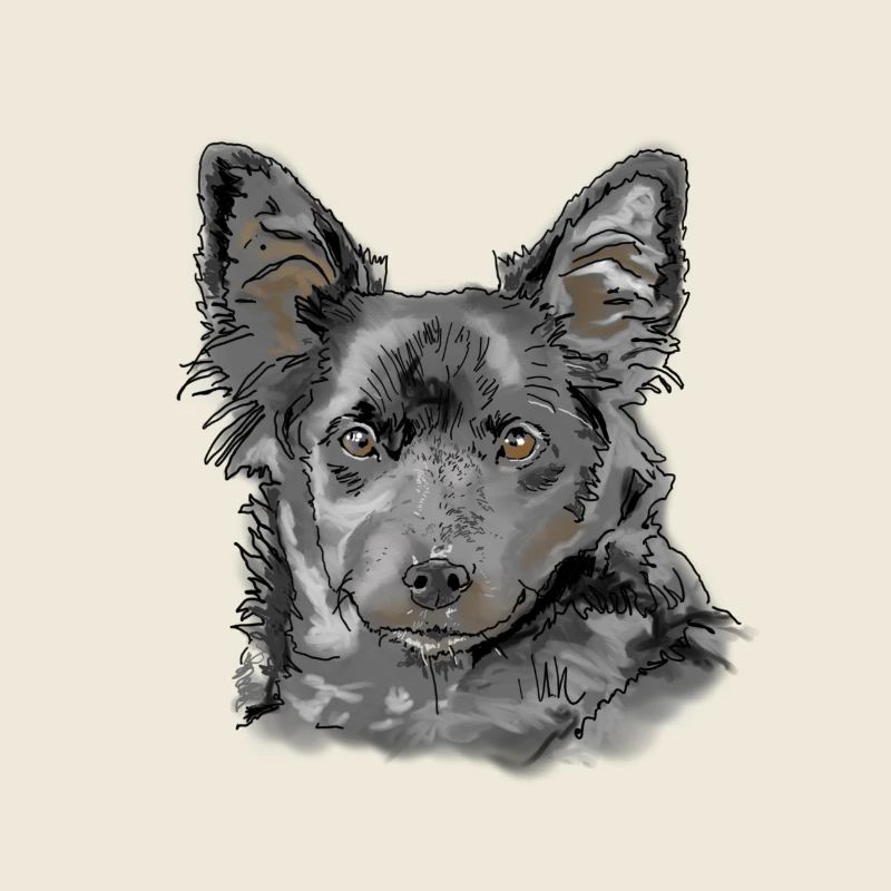 Australian Shepherd
