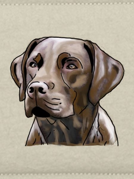 Labrador