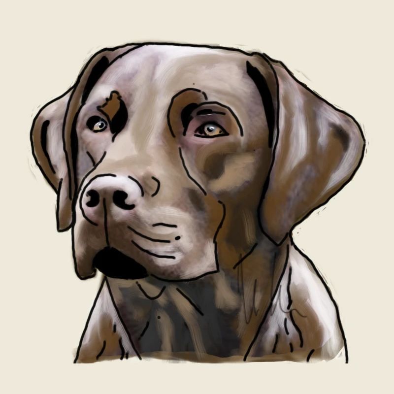 Labrador