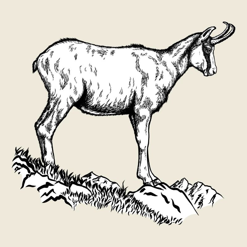 Chamois