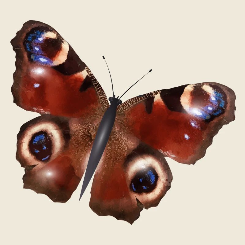 gorgeous peacock butterfly