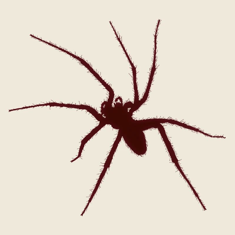 araignée